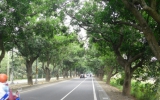 台南的綠色公路'路邊種植的都是上百年的芒果樹!